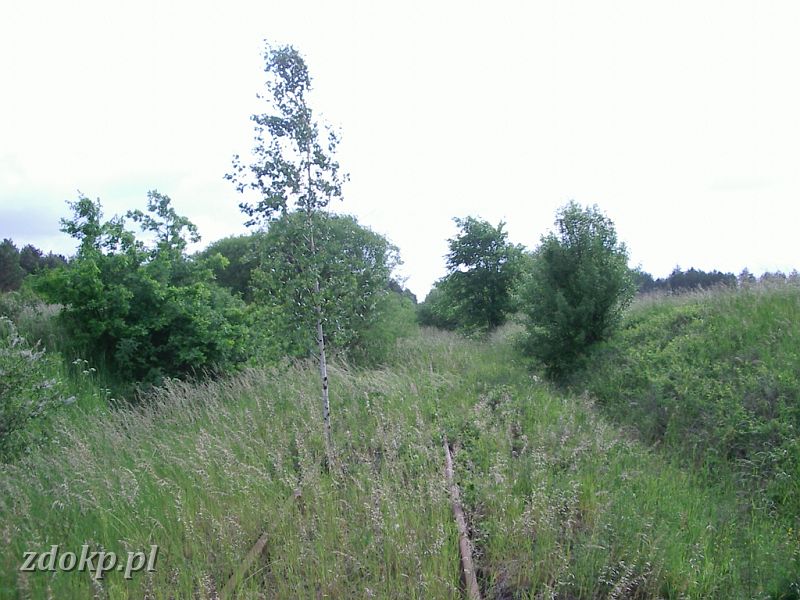 2005-06-06.051 linia skoki-janowiec ok. 20km widok w kier skokow.JPG - linia Janowiec Wielkopolski - Skoki, ok. 20 km, widok w kierunku Skokw.
